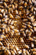 © Rachel Weill - Detail of honeybees in their hive