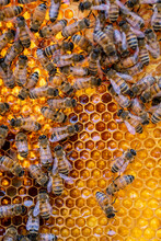 Detail Of Honeybees In Their Hive