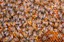 Detail Of Honeybees In Their Hive