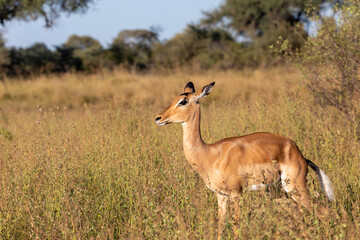Wall Mural - impala antelope female (aepyceros melampus) caprivi strip game park, bwabwata namibia, africa safari