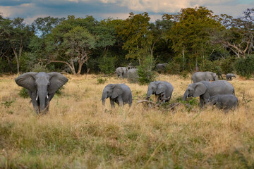 Wall Mural - herd of african elephant in savannah in moremi game reserve botswana, africa safari wildlife