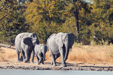 Wall Mural - african elephant family with small baby on small waterhole in moremi game reserve botswana, africa s