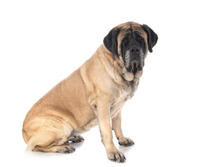 Wall Mural - English Mastiff in studio