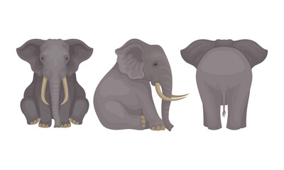 Wall Mural - african elephant with grey skin and trunk in different poses vector set