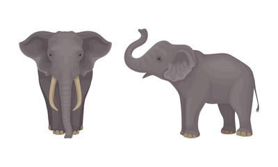 Wall Mural - african elephant with grey skin and trunk in different poses vector set