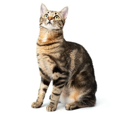 Wall Mural - Playful cat sitting tabby and funny isolated on white background.