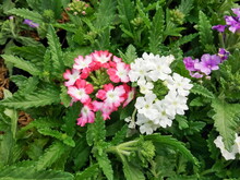 Close-up Pink And White Verbena Flowers (Vervain) Blossom In Garden With Green Nature Blurred Background.