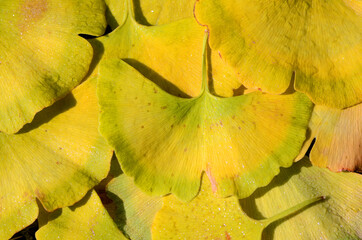 Wall Mural - Ginkgo biloba leaves, commonly known as ginkgo, on the ground