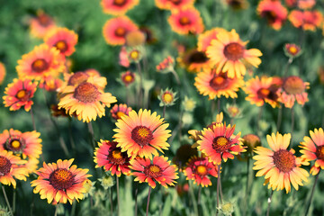 Wall Mural - Coriopsis flowers. Lush blooming red variegated daisies on a natural background.