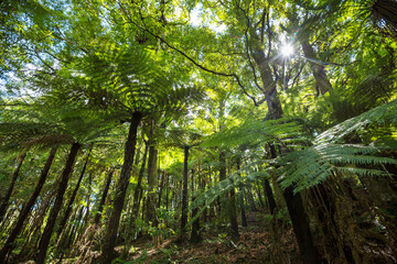 Canvas Print - New Zealand forest