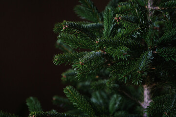 christmas tree without decorations close-up