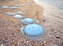 Colourful Varieties Of Jellyfish Washed Ashore On Pebbles Coast Of Black Sea