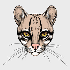 Cute ocelot head. Portrait of wild animal.