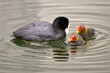 Closeup Eurasian Coot (Fulica atra) feeding its two chiks on water