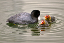 Closeup Eurasian Coot (Fulica Atra) Feeding Its Two Chiks On Water