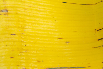 Wall Mural - yellow leaf of a banana tree. Leaf texture