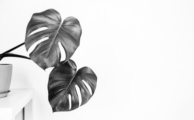 Wall Mural - tropical monstera plant in a flower pot on a table against a white wall with a copy space, black and white photo