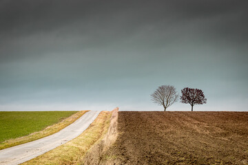 two trees on the horizon