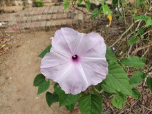 Large Purple Flowers Of Morning Glory Tree. Scientific Name Ipomoea Carnea Jacq.It Is A Shrub With White Latex, A Trumpet-shaped Flower With A Large Mouth,light Purple Petals,as An Ornamental Plant.
