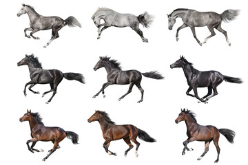 Wall Mural - set of horses