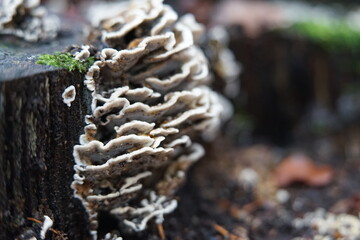 Poster - Pilze im Wald,Baumpilze,Lamellenpilz