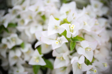Wall Mural - White bougainvillea flower with beauty bokeh