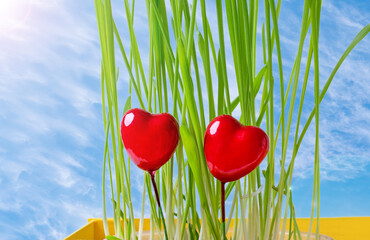 Two decorative hearts in the pot with sprouted oats in the yellow wooden box against the blue sky with clouds. Valentine Day postcard