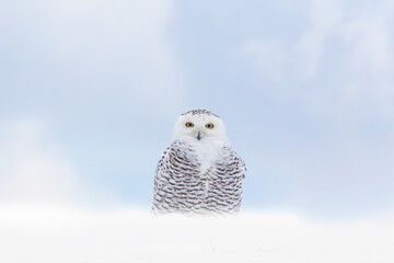 Wall Mural - Close up of Snowy Owl standing on snow bank against foggy blue sky