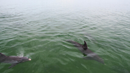 beautiful wild dolphins at key west, florida, united states