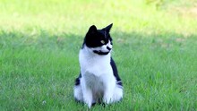 One Cute Kitten Black White In Grass
