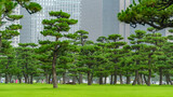 Fototapeta Nowy Jork - Parco accanto al Palazzo Reale di Tokyo