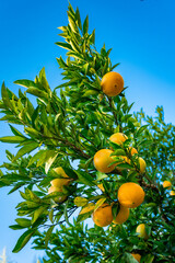 Wall Mural - Closeup of ripe mandarins on tree