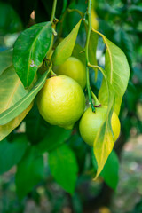 Fresh green lemon limes on tree in organic garden