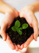© momentimages/Tetra Images - Hands holding sapling