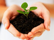 © momentimages/Tetra Images - Hands holding sapling