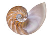 © Tetra Images/Tetra Images - Nautilus shell on white background