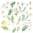 © knopazyzy - Lemons, Flowers and Leaves. Watercolor Style Fruits. Illustration