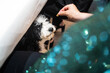 © Alvaro Sanchez/ADDICTIVE STOCK - From above of crop anonymous person giving piece of food to focused fluffy dog during festive event