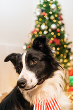 Cute Fluffy Border Collie Dog With Bow Sitting In Bright Room With Sparkling Lights Of Christmas Tree