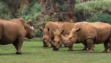 Horizontal Outdoors Shot Of Rhinos Pasturing On Green Lawn.