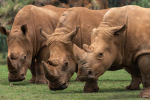 Horizontal Outdoors Shot Of Three Rhinos Pasturing On Green Lawn.