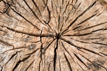 Closeup Of Weathered Wooden Log With Cracked Uneven Surface For Natural Textured  Background