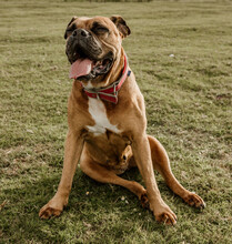 Brown Boxer Dog Sitting On Green Grass While Resting During Walk In Forest