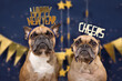 French Bulldog dogs wearing golden New Year's Eve party celebration headbands with words 'Happy new year' and 'cheers' in front of blue background with golden garlands