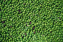 Top View Of Full Frame Background Of Many Green Fresh Olives Scattered At Plant