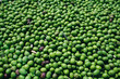 © Fatima Guisado/ADDICTIVE STOCK - Top view of full frame background of many green fresh olives scattered at plant