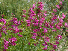 (Penstemon Hybrida) Penstemon Rose Quartz 'Novapenros' Or Rose Beard Tongue. Beautiful Spikes Of Rose Tubular Flowers, White Throats, Pink Stripes Rising Above Foliage