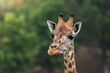 © Juan Lopez/ADDICTIVE STOCK - Closeup of head of adorable wild giraffe with brown spots standing against blurred green trees in nature