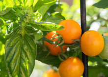 Genova Basil And Sungold Tomatoes Companion Planting  Helps Confuse Insects Seeking Tomatoes To Eat . 