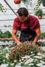 Male Gardener In Apron Caring For Red Tagetes Erecta Flowers While Working In Greenhouse